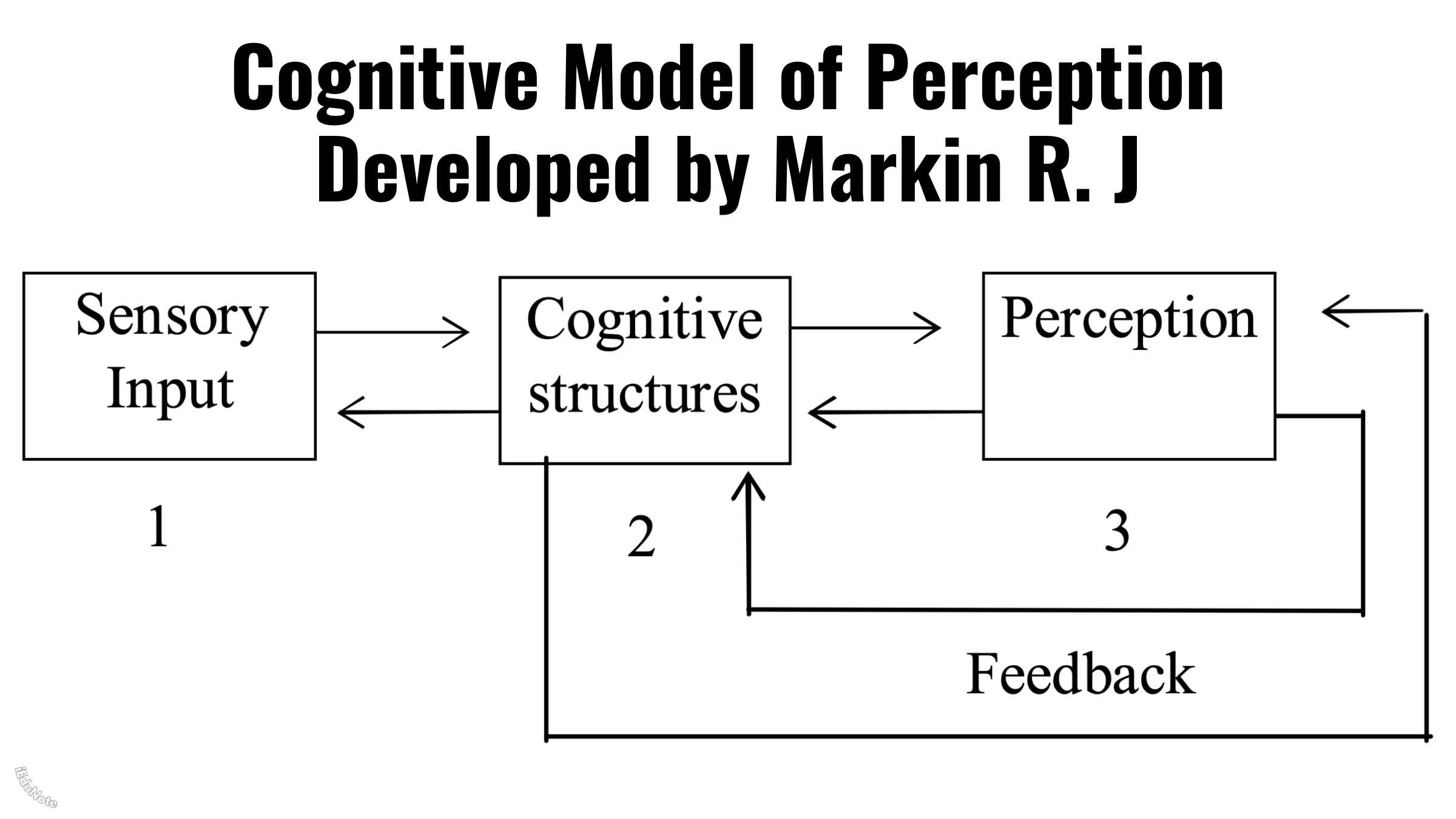 Cognitive Model of Perception Developed by Markin R. J.