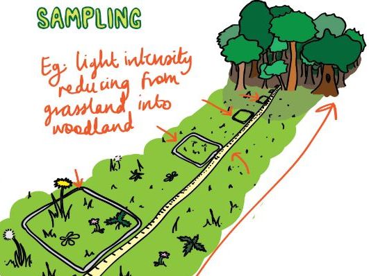 Area Sampling