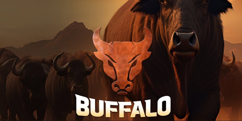 버팔로 카지노사이트 먹튀 bff001.com 먹튀사이트
